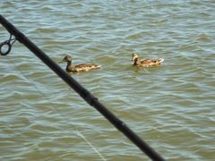 sulina iunie 2013